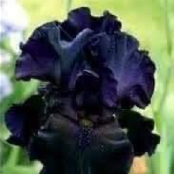 Meet your Posher, Nivin - Picture 1 of 1